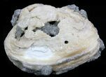 Golden Crystal Filled Fossil Clam - Rucks Pit #34340-2